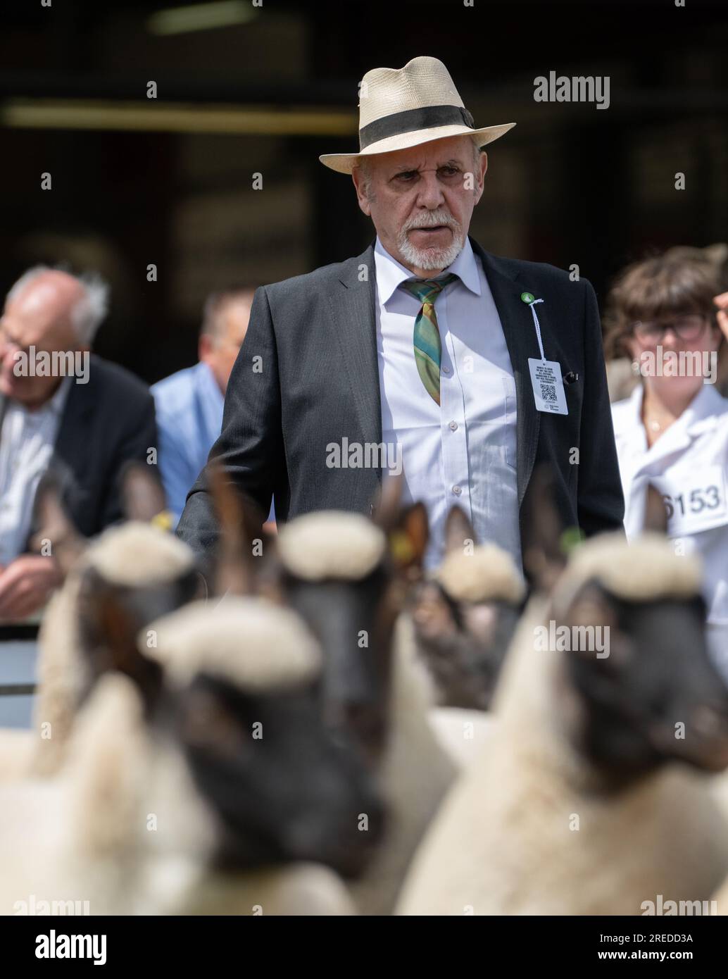 Montrer des moutons au Royal Wells Show à Buith Wells, 2023. Banque D'Images