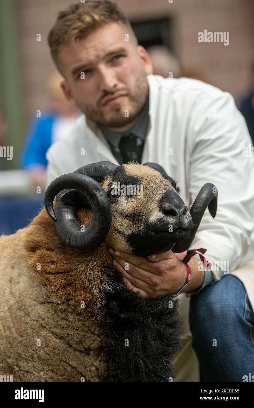 Montrer des moutons au Royal Wells Show à Buith Wells, 2023. Banque D'Images