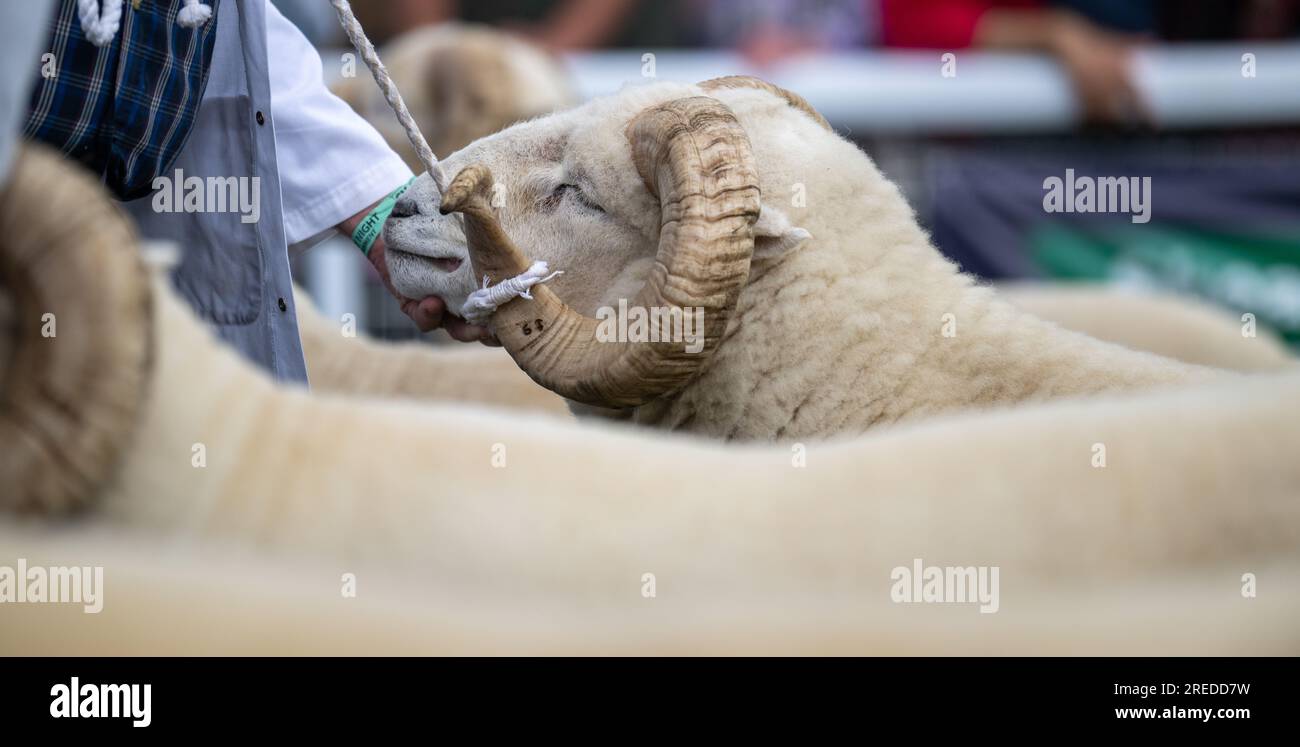 Montrer des moutons au Royal Wells Show à Buith Wells, 2023. Banque D'Images