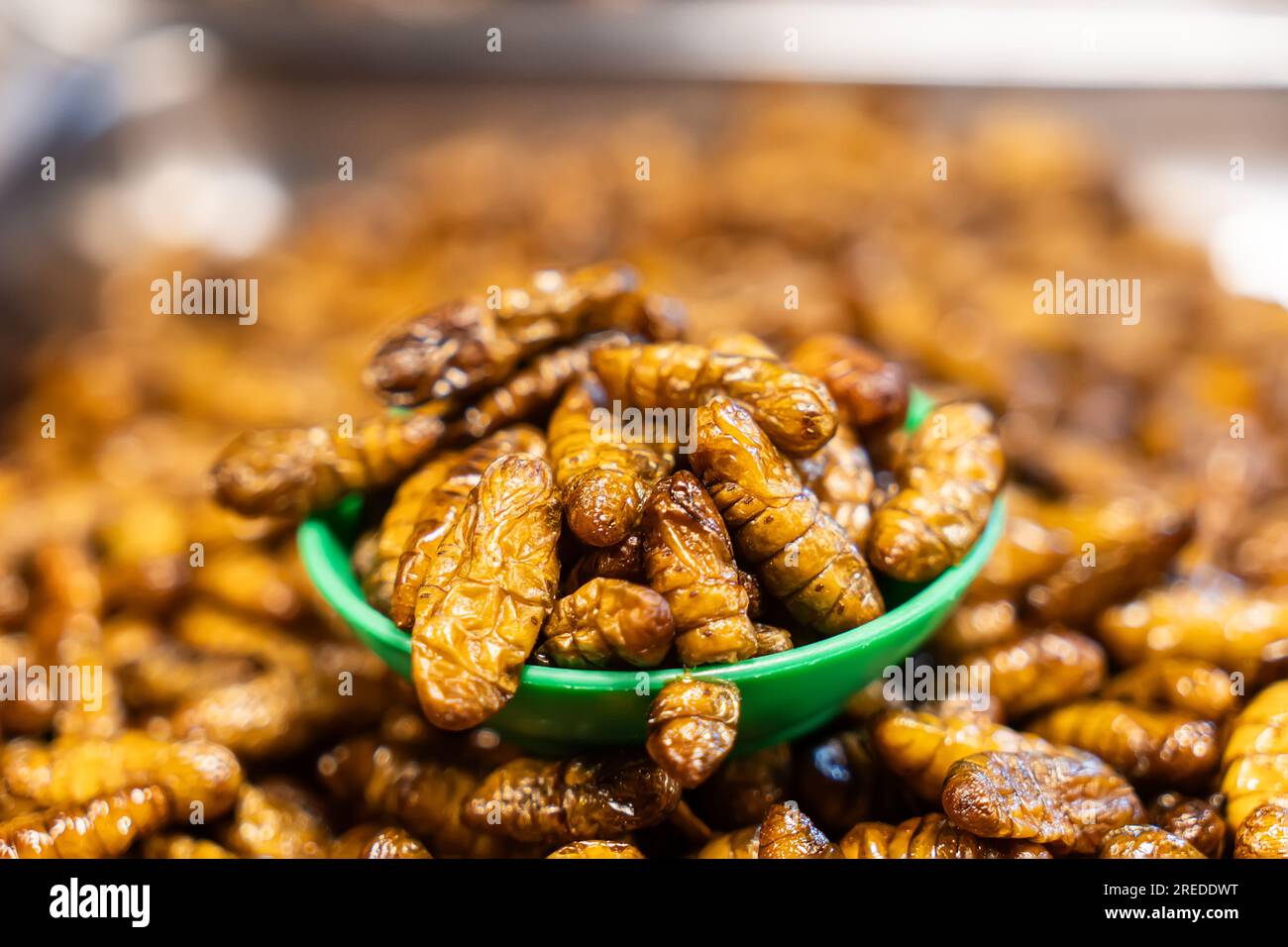 Nourriture étrange, nourriture bizarre. insectes frits, nourriture de rue locale dans le marché de nuit, thaïlande. Pupe, nourriture frite vers à soie, larves d'insectes frits grignotent comme exo Banque D'Images