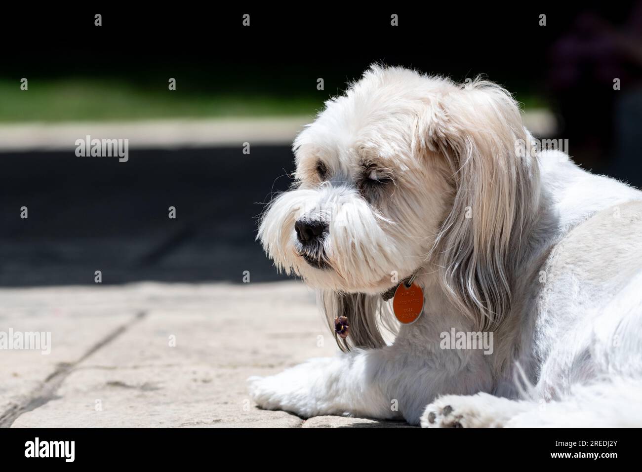 Mignon chien d'animal de compagnie blanc couché dans la lumière du soleil à l'extérieur sur un patio Banque D'Images