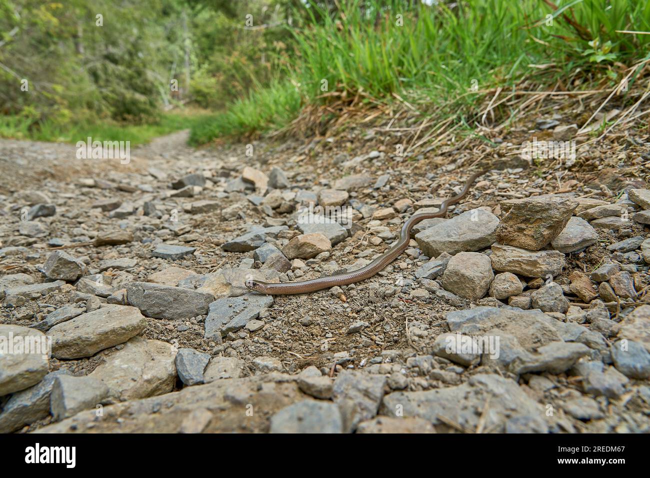 Un additionneur sourd, également un ver lent ou aveugle, Angius fragilis, est un lézard sans pattes, souvent confondu avec un serpent, rampant sur un sentier de randonnée dans les Rothaarstei Banque D'Images