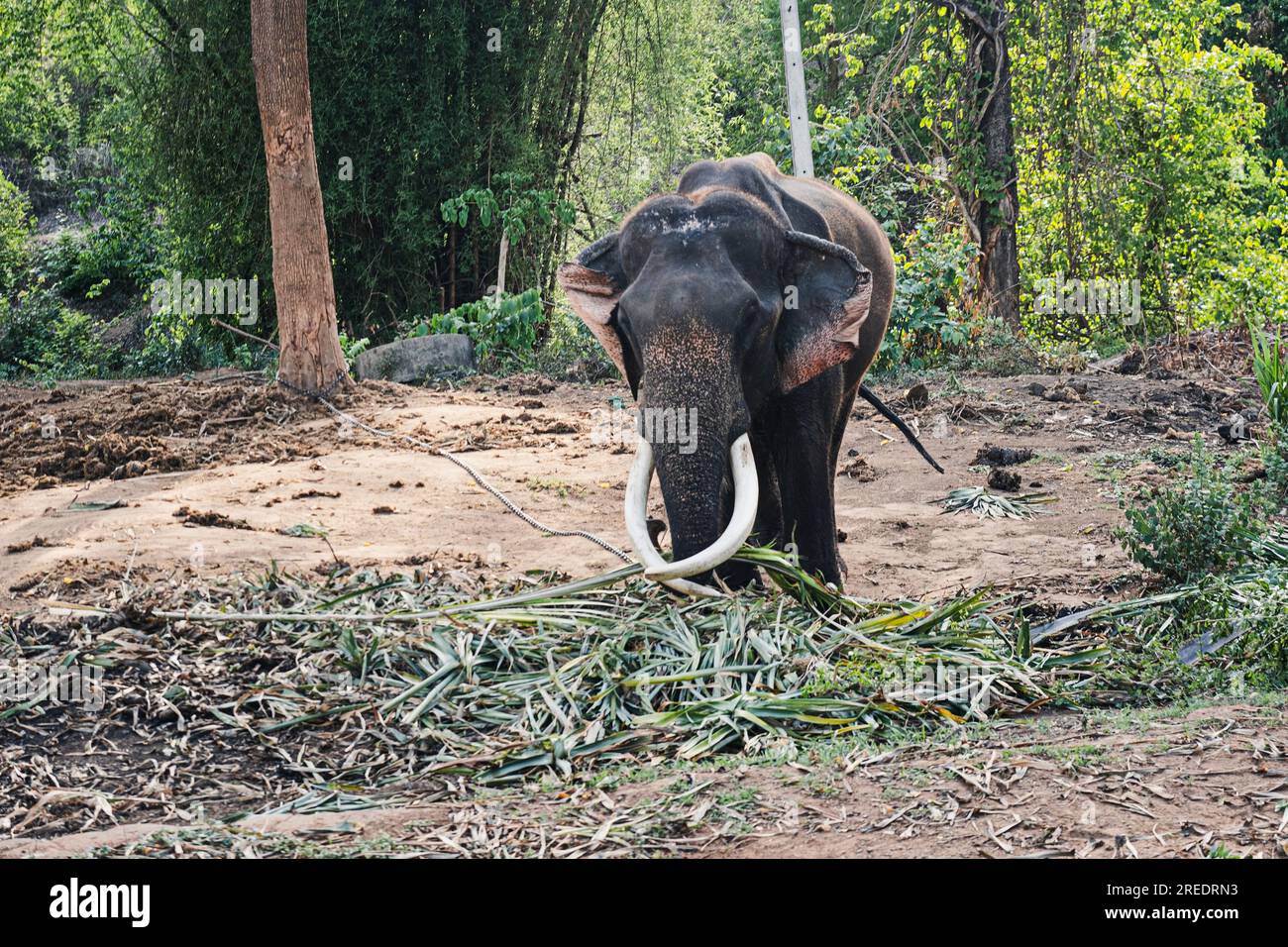 asiatique, indien, grand éléphant saluent tronc surélevé, trompette dans la jungle, forêt de parc. animal mammifère debout près de nourriture, feuilles, canne à sucre dans le national Banque D'Images