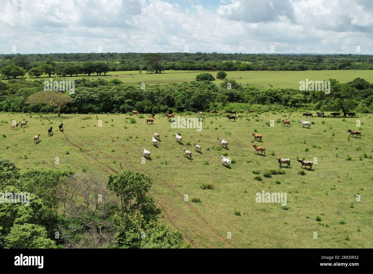 Pâturage des animaux sur la vue de dessus du drone aérien de champ vert Banque D'Images