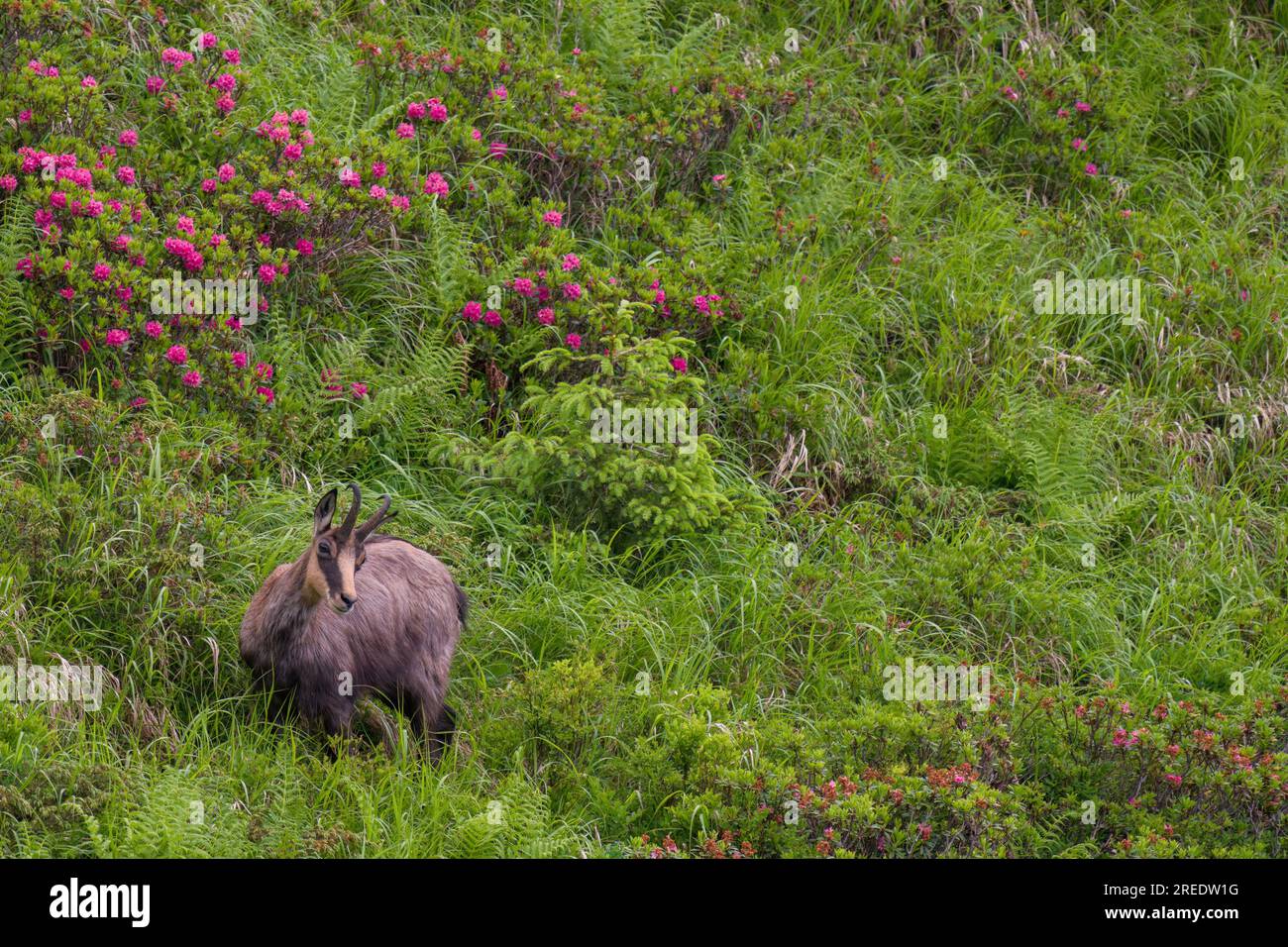 jeune chamois buck, rupicapra rupicapra, sur les montagnes avec les roses alpines florissantes lors d'une soirée d'été Banque D'Images
