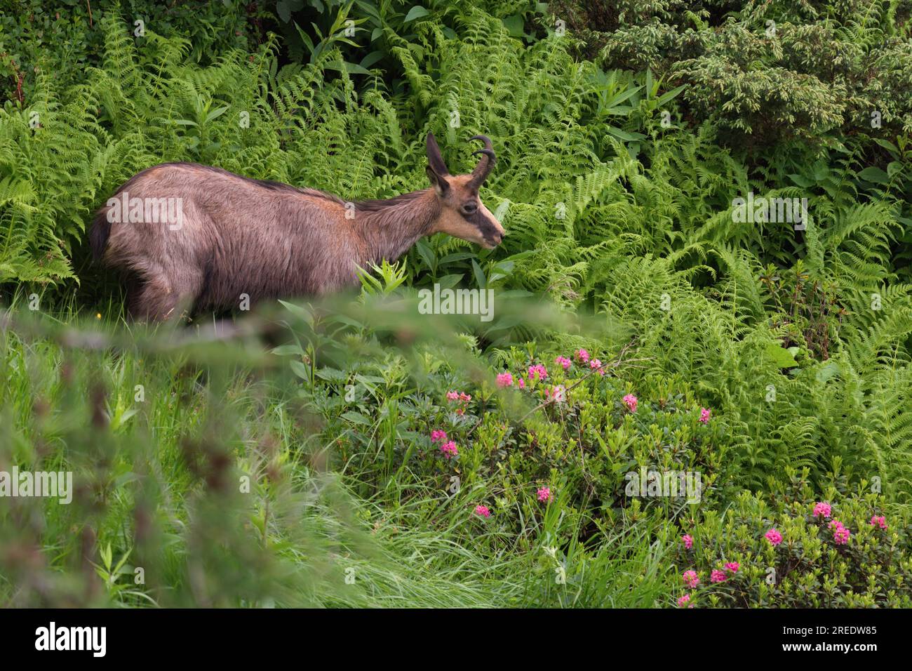 jeune chamois buck, rupicapra rupicapra, sur les montagnes avec les roses alpines florissantes lors d'une soirée d'été Banque D'Images