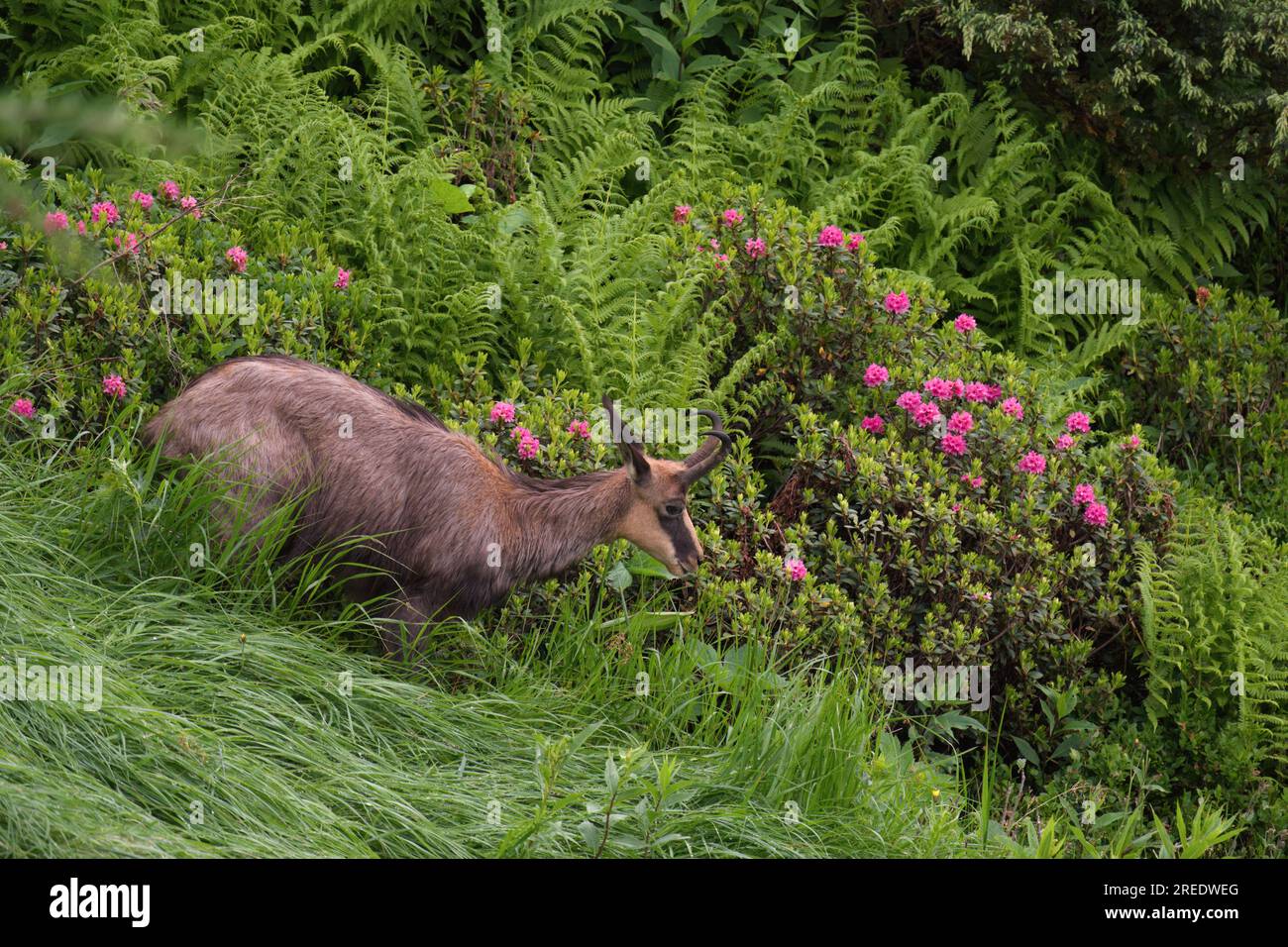jeune chamois buck, rupicapra rupicapra, sur les montagnes avec les roses alpines florissantes lors d'une soirée d'été Banque D'Images