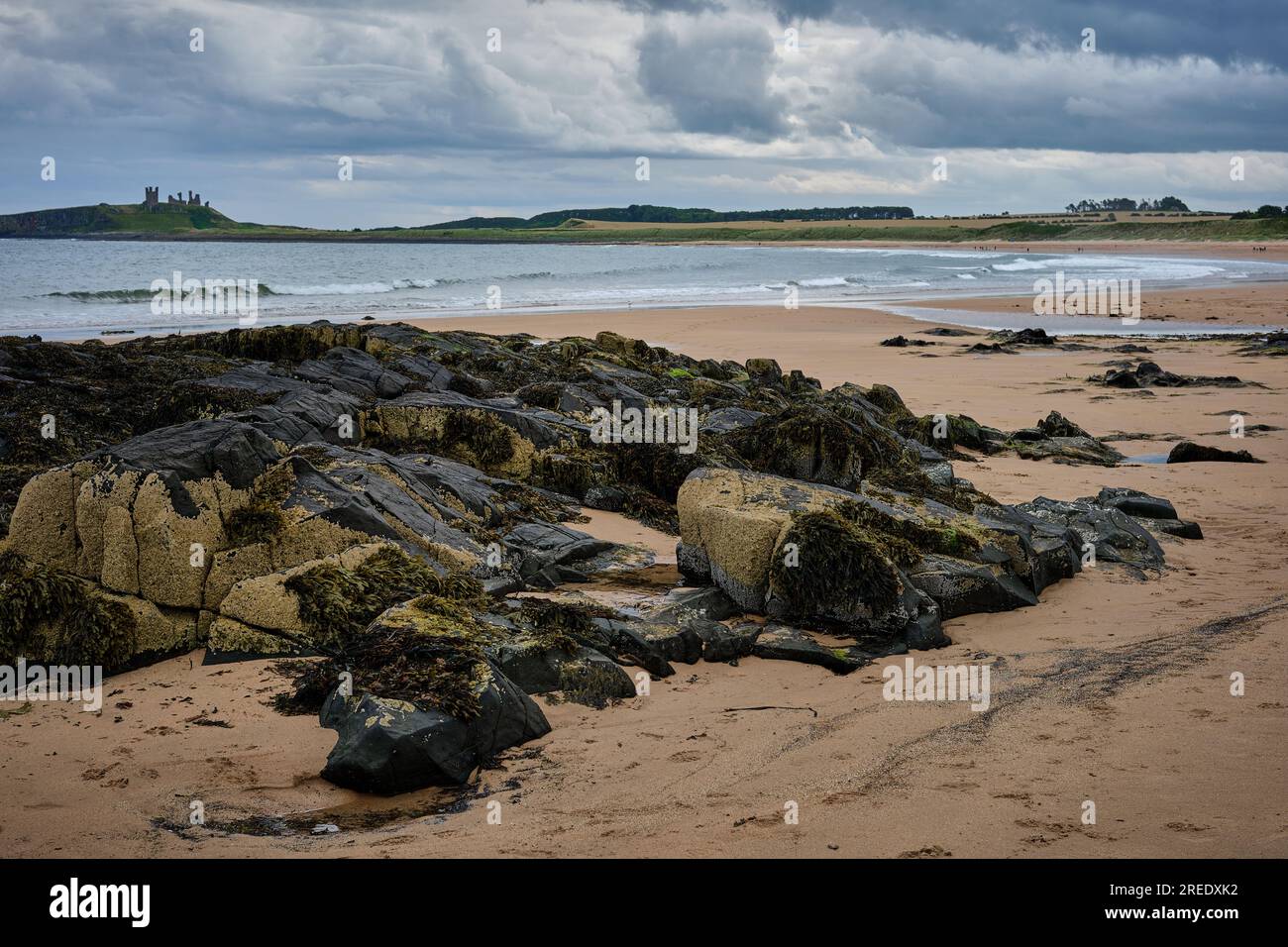 Un affleurement de récif de rhinestone dépasse des sables de Embleton Bay dans le Northumberland avec vue sur le château de Dunstanburgh Banque D'Images