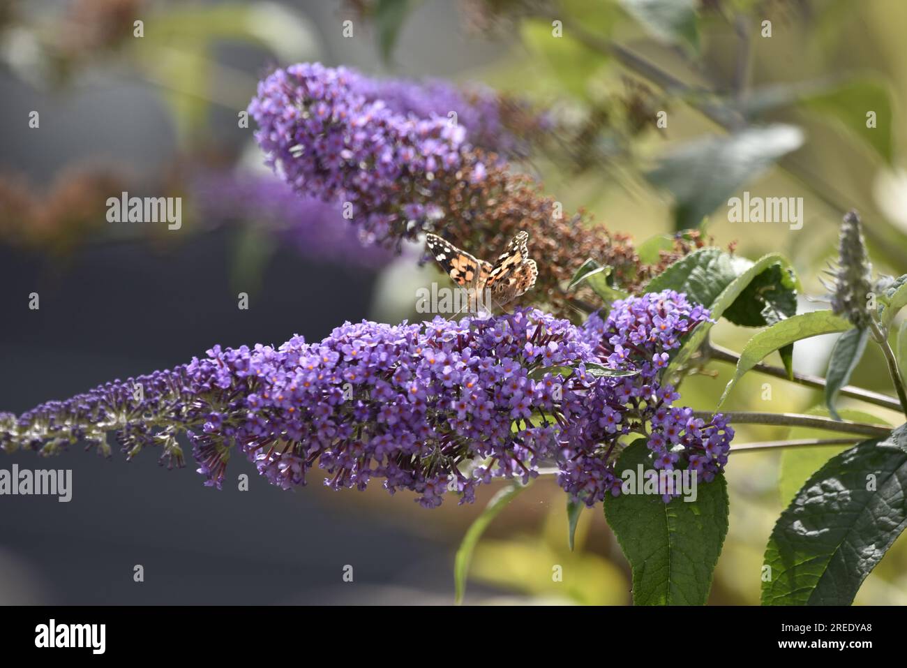 Sunlit Painted Lady Butterfly (Vanessa cardui) face caméra à partir d'une tige de fleurs de Bouddleia violettes, avec ailes partie ouverte, prise dans un jardin ensoleillé Banque D'Images