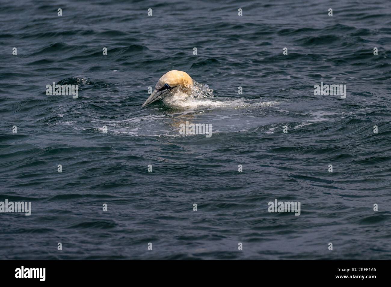 Le Gannet du Nord fait surface après avoir capturé un poisson du rivage à point of Ayre, île de Man Banque D'Images