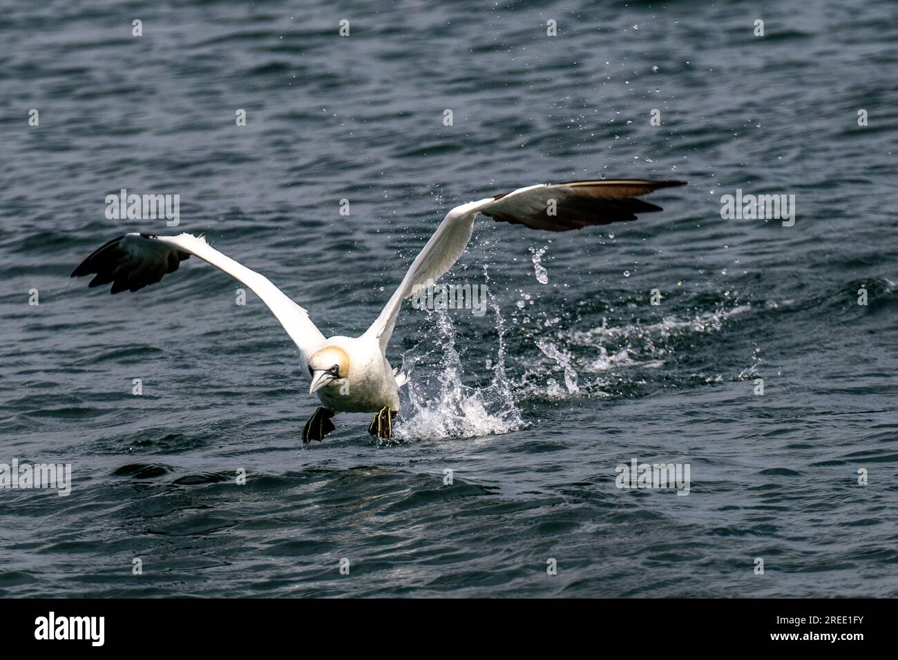 Le Gannet du Nord (Morus bassanus), décolle de droite à gauche, tiré contre la mer et éclabousse de pas en courant, point d'Ayre, sur l'île de Man Banque D'Images