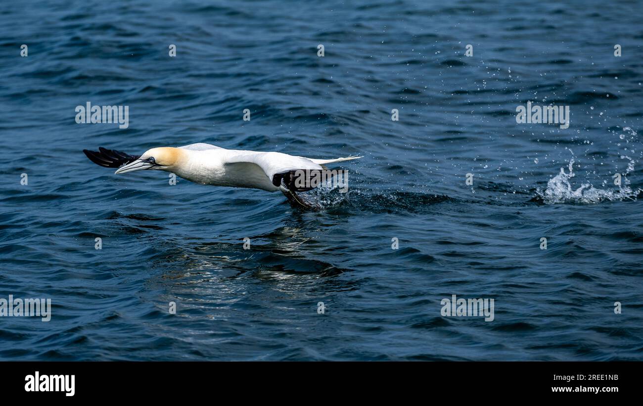 Le Gannet du Nord (Morus bassanus), décolle de droite à gauche, tiré contre la mer et éclabousse de pas en courant, point d'Ayre, sur l'île de Man Banque D'Images