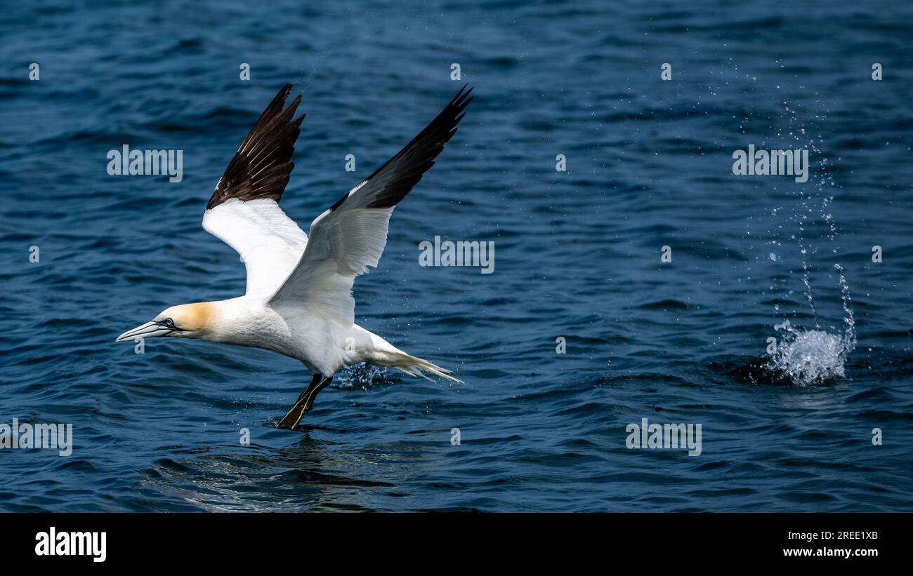 Le Gannet du Nord (Morus bassanus), décolle de droite à gauche, tiré contre la mer et éclabousse de pas en courant, point d'Ayre, sur l'île de Man Banque D'Images
