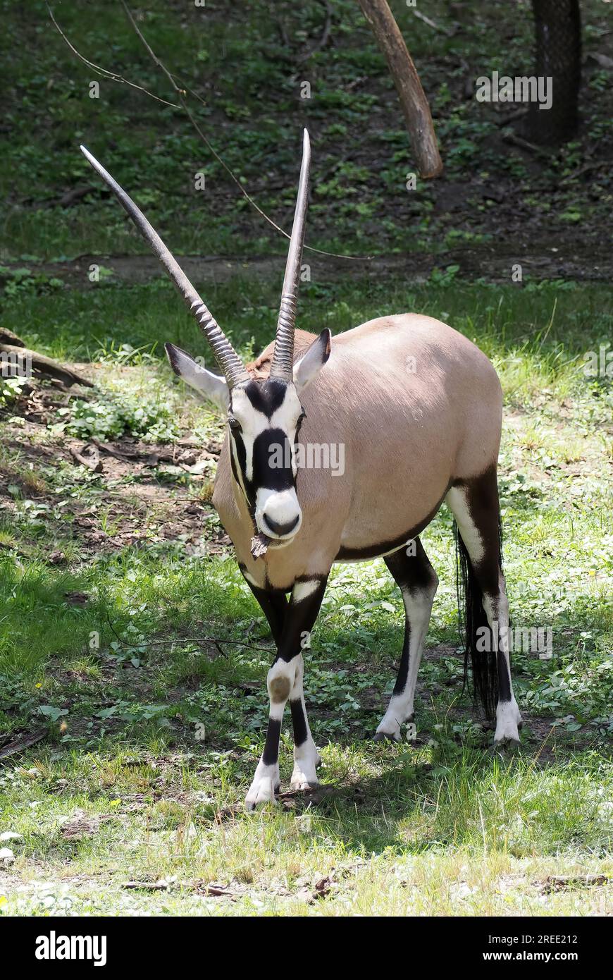 Gemsbok ou oryx sud-africain, Spießbock, Oryx gazelle, Oryx gazella gazella, nyársas antilop, Zoo, Hongrie, Magyarország, Europe Banque D'Images