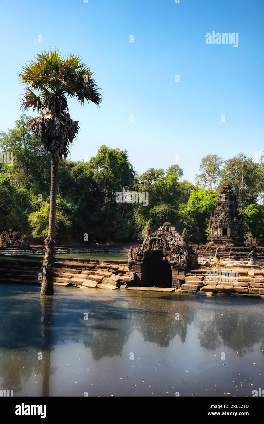 Une image montrant un grand palmier qui pousse des eaux boueuses du lac sacré cambodgien, Neak Pean. Banque D'Images