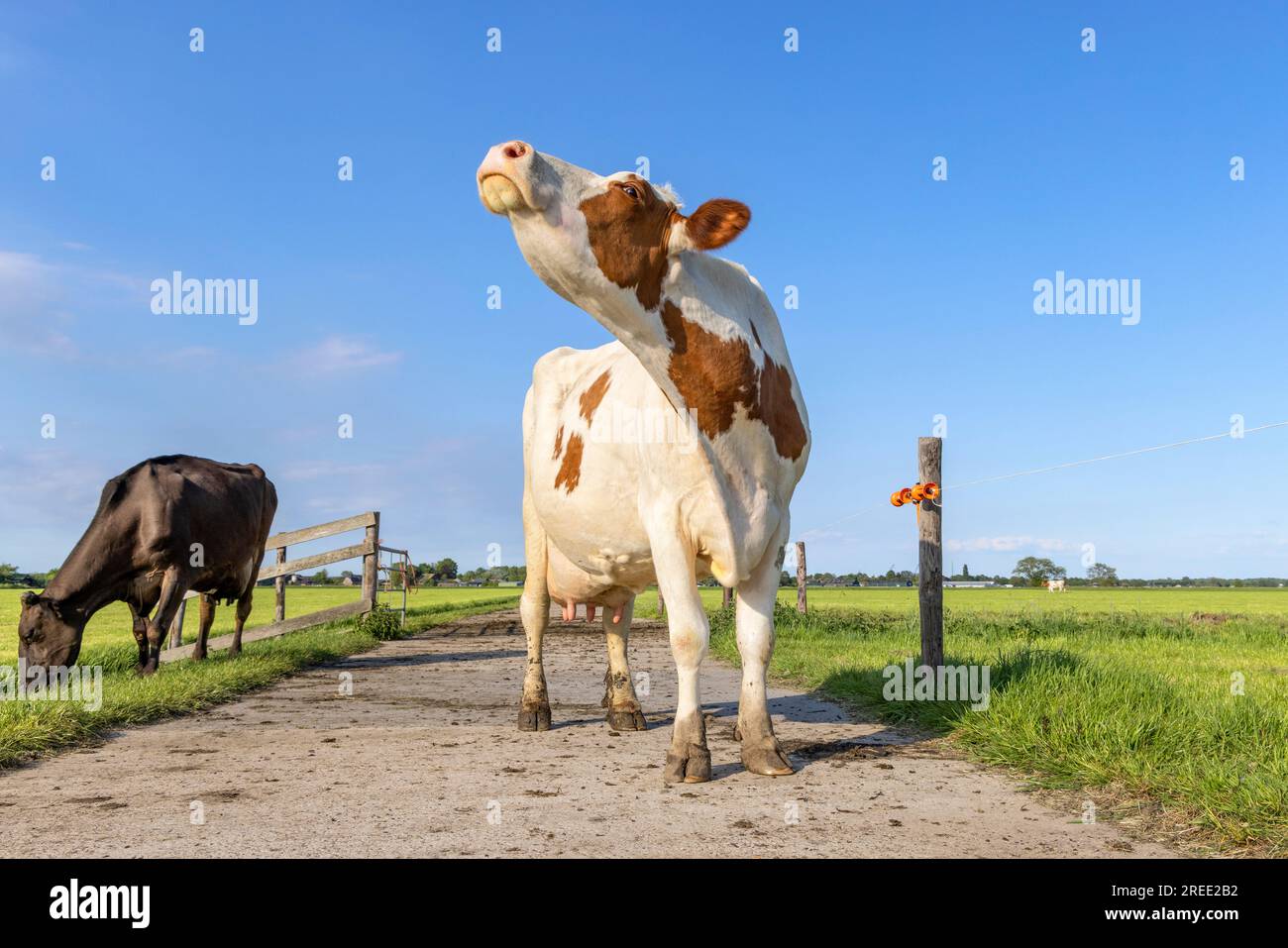 La vache laitière renifle la tête levée, les bovins laitiers rouges et blancs sur un chemin dans un champ, ciel bleu Banque D'Images