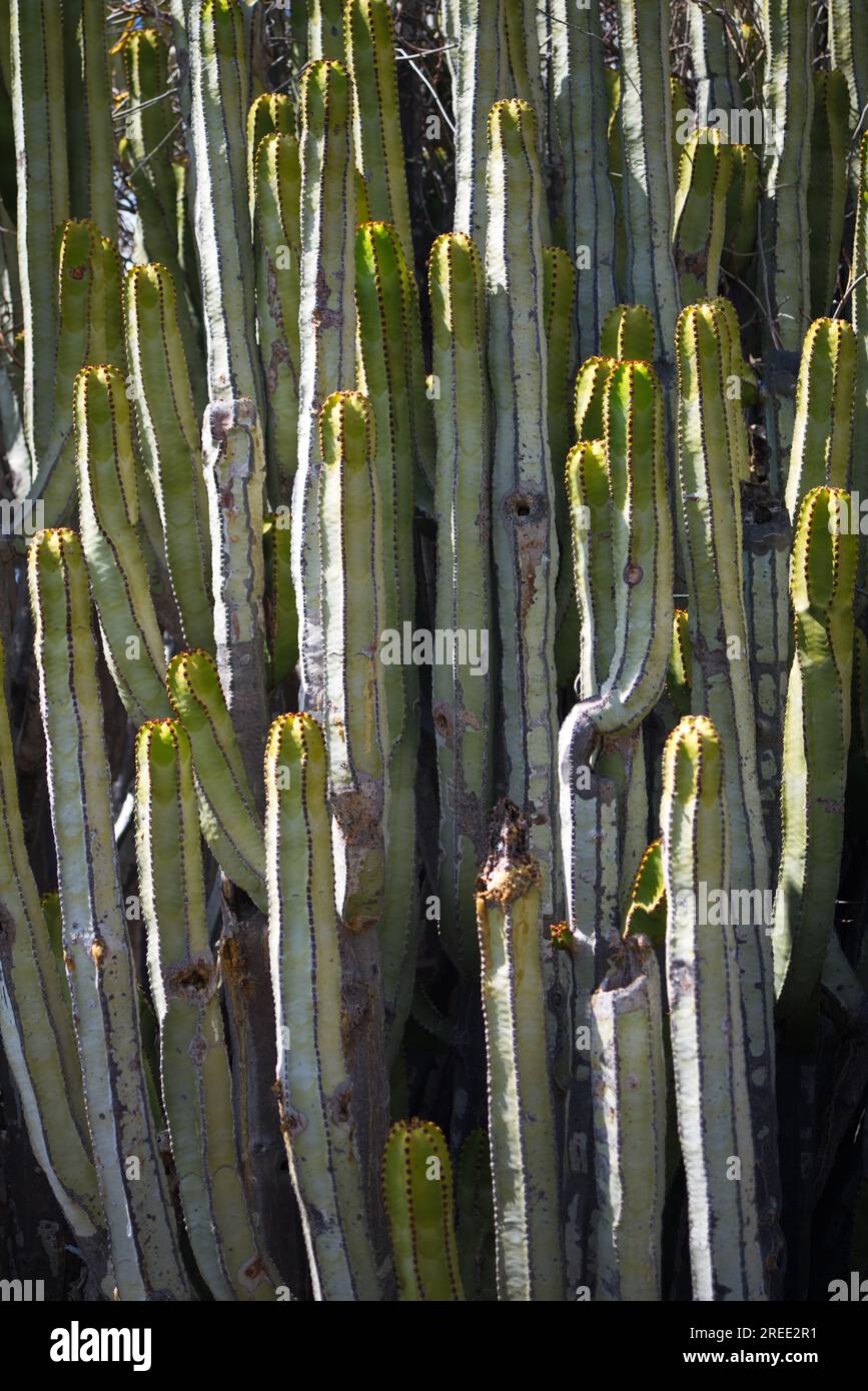 Flore typique de Punta de Teno sur l'île de Tenerife. Flora típica de Punta de Teno en la isla de Tenerife, Islas Canarias. Euphorbia canariensis Banque D'Images