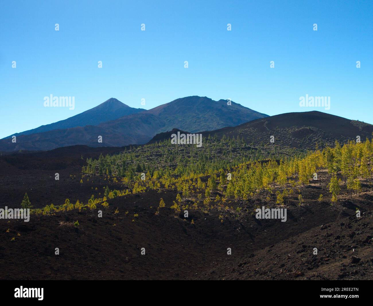 Paysage de la Cañadas del Teide, une zone volcanique où des populations de pins canariens peuvent être vues. Las Cañadas del Teide. Banque D'Images