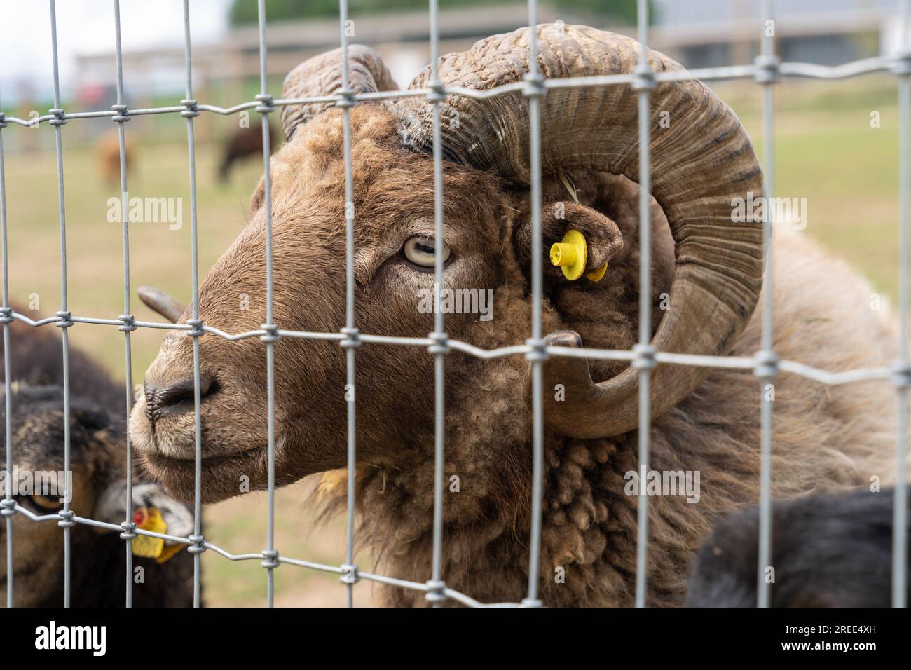 Portrait de bélier brun derrière la clôture métallique dans le zoo Banque D'Images