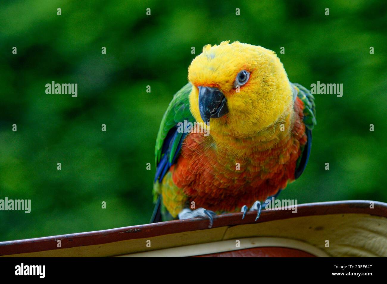 Perroquet aux plumes de couleurs vives repose sur un morceau de bois. Banque D'Images