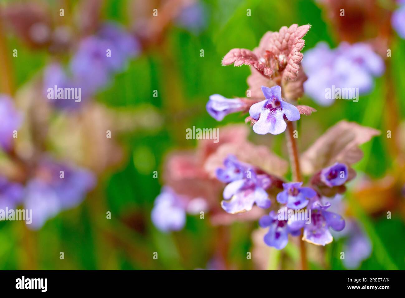 Lierre moulue (glechoma hederacea), gros plan des fleurs violettes d'un seul spécimen de la plante printanière, isolé du fond. Banque D'Images