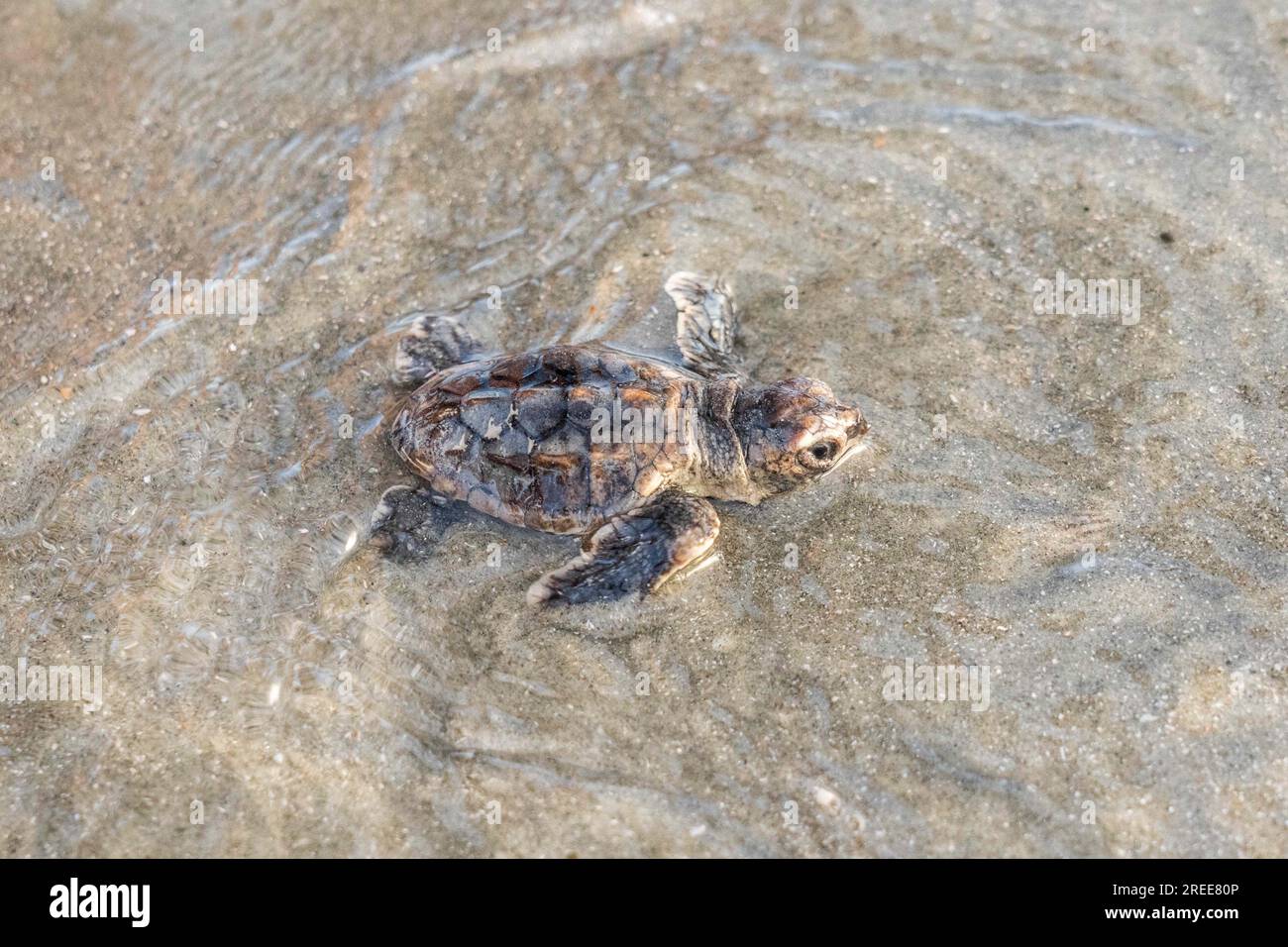 Isle of Palms, États-Unis d'Amérique. 27 juillet 2023. Une éclosion de tortue caouanne, en voie de disparition, atteint l'océan Atlantique pour la première fois, le 27 juillet 2023 à Isle of Palms, en Caroline du Sud. Les bébés de tortues de mer éclosent de nids creusés dans les dunes de sable et une fois éclos, ils rampent à travers la plage ouverte jusqu'à l'océan. Les tortues de mer peuvent vivre jusqu'à 100 ans, mais moins de 3 % des nouveau-nés atteignent l'âge adulte. Crédit : Richard Ellis/Richard Ellis/Alamy Live News Banque D'Images