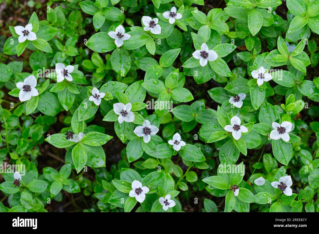 De minuscules fleurs blanches et feuilles vert vif créent des motifs fantaisistes dans les forêts subarctiques de Suède Banque D'Images