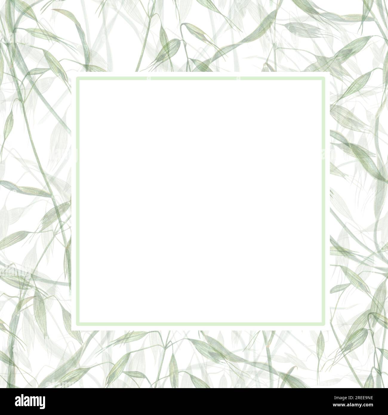 Cadre délicat isolé sur fond d'avoine sauvage. Illustration à l'aquarelle de plantes sauvages. Composition estivale. Pour le message d'accueil, modèle d'invitation Banque D'Images