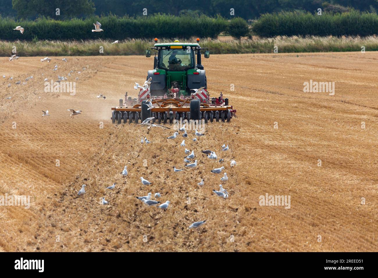 Agriculture d'été dans le sud de l'Angleterre. Troupeau de mouettes suivant une charrue. En regardant directement l'arrière et en conduisant. Banque D'Images