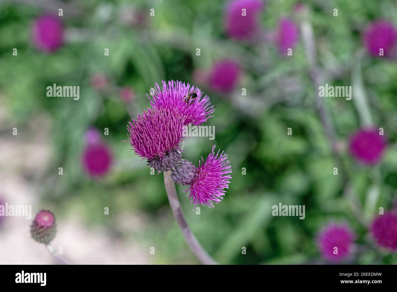 Gros plan, chardon rampant (Cirsium rivulare) Banque D'Images