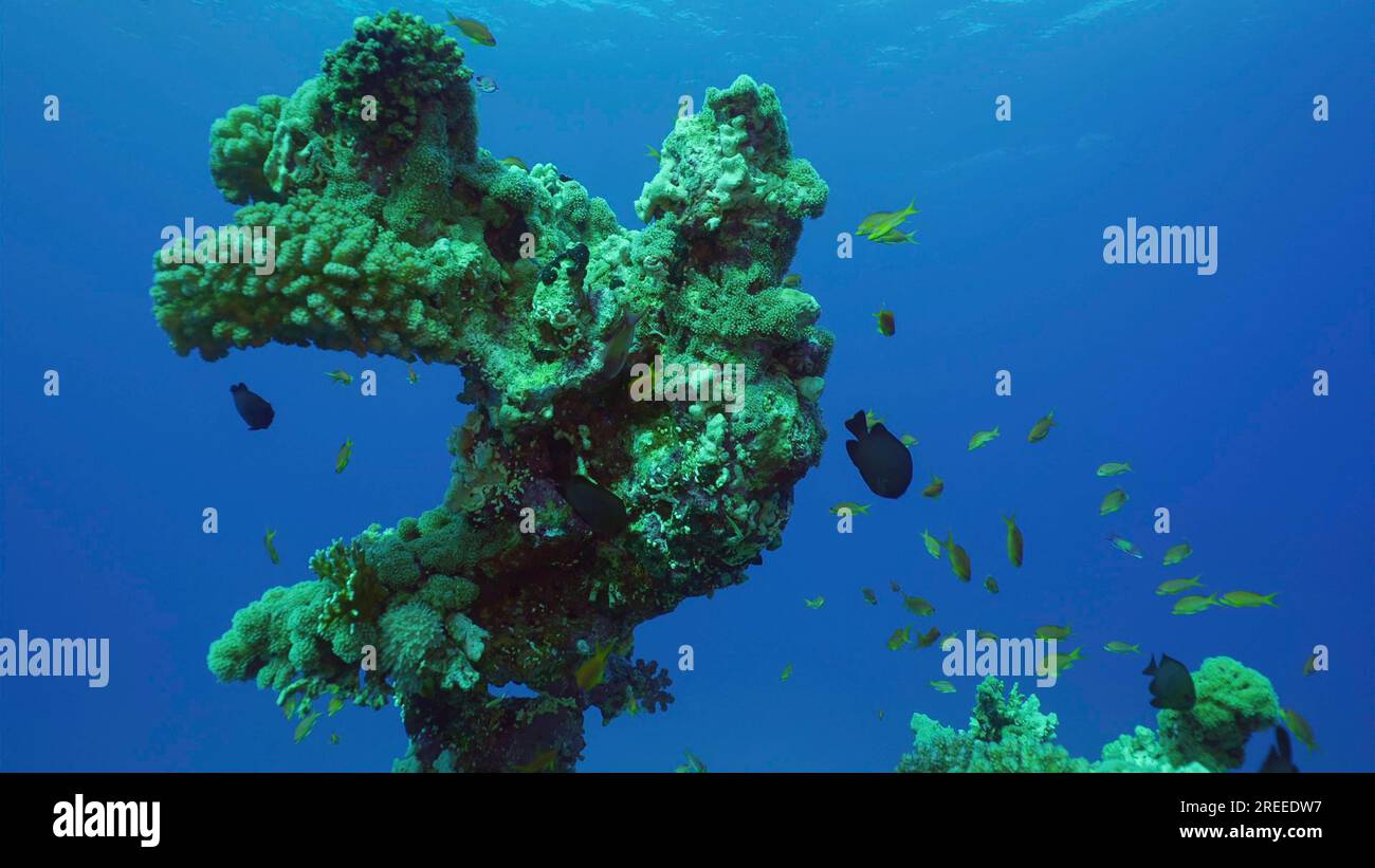 Silhouette de corail formation d'une forme bizarre inhabituelle sur les fonds marins, Mer Rouge, Safaga, Egypte Banque D'Images