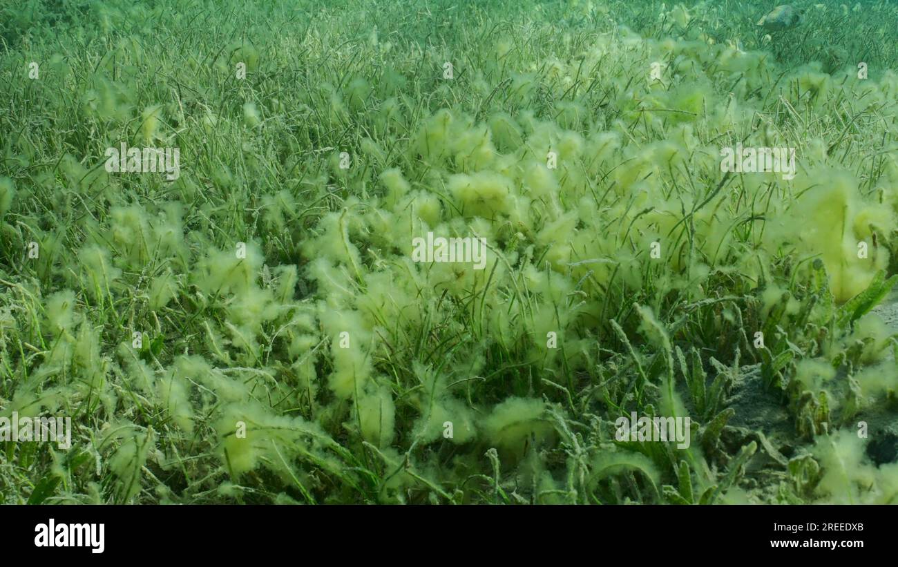 Fond marin recouvert d'herbiers verts. Prairie d'herbes marines avec herbe de mer à feuilles rondes ou herbe de mer à nouilles vertes (Syringodium isoetifolium) en fleurs Banque D'Images