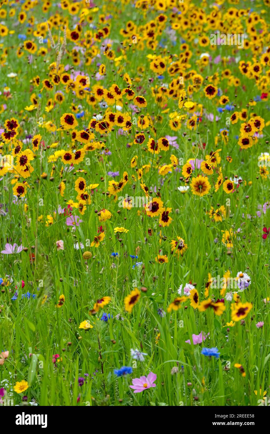 Prairie fleurie colorée avec principalement l'œil de fille de teinturier, Plains Coreopsis, Muensterland Banque D'Images