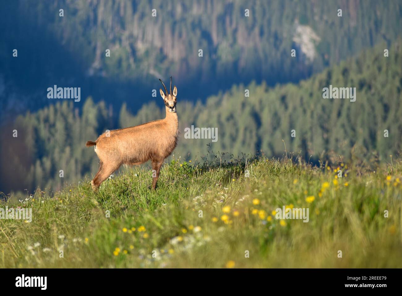 Chamois (Rupicapra rupicapra) à l'état sauvage dans le parc national de Berchtesgaden, Bavière, Allemagne Banque D'Images