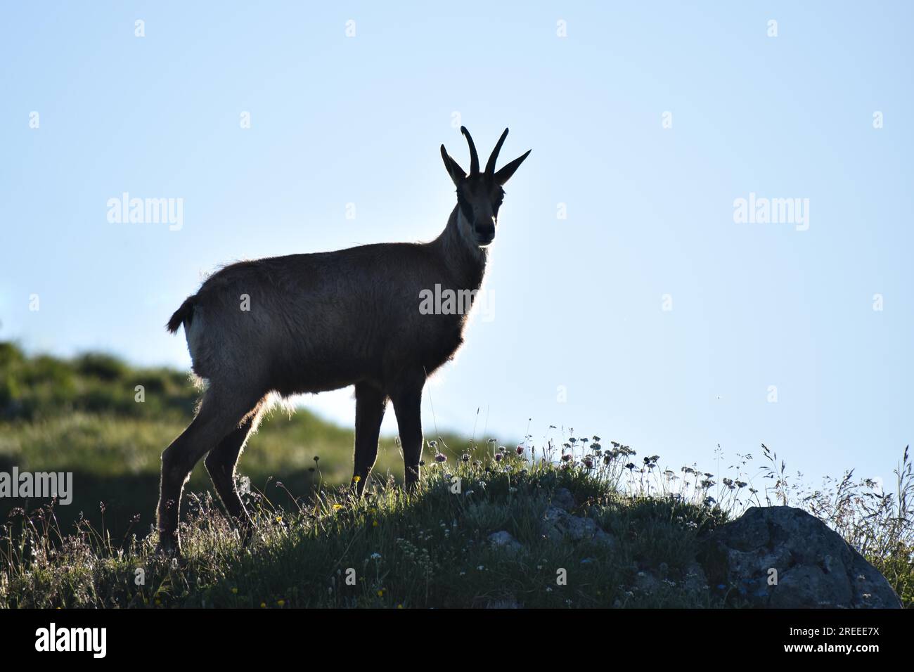 Chamois (Rupicapra rupicapra) à l'état sauvage dans le parc national de Berchtesgaden, Bavière, Allemagne Banque D'Images