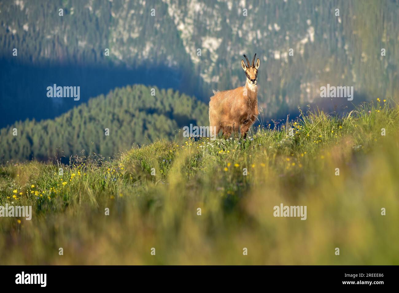 Chamois (Rupicapra rupicapra) à l'état sauvage dans le parc national de Berchtesgaden, Bavière, Allemagne Banque D'Images