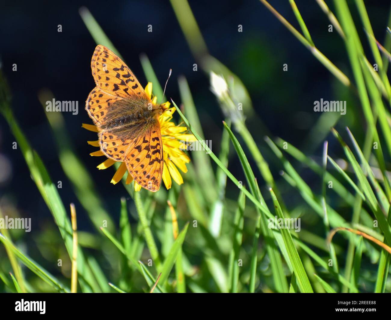 Fritillaire argentée (Argynnis paphia) vue dans le parc national de Berchtesgaden, Bavière, Allemagne Banque D'Images