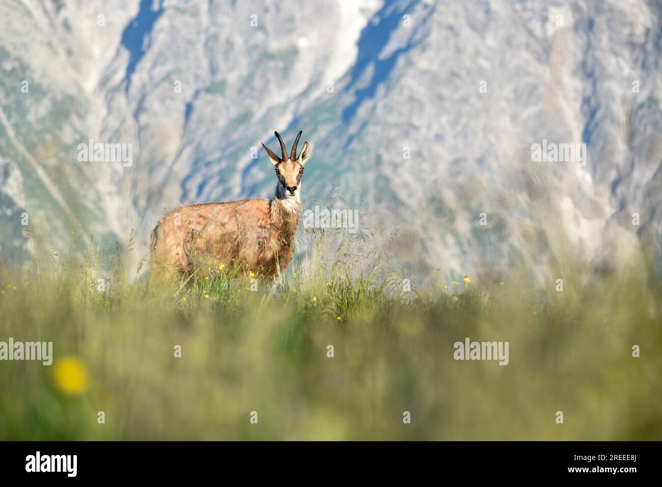 Chamois (Rupicapra rupicapra) à l'état sauvage dans le parc national de Berchtesgaden, Bavière, Allemagne Banque D'Images