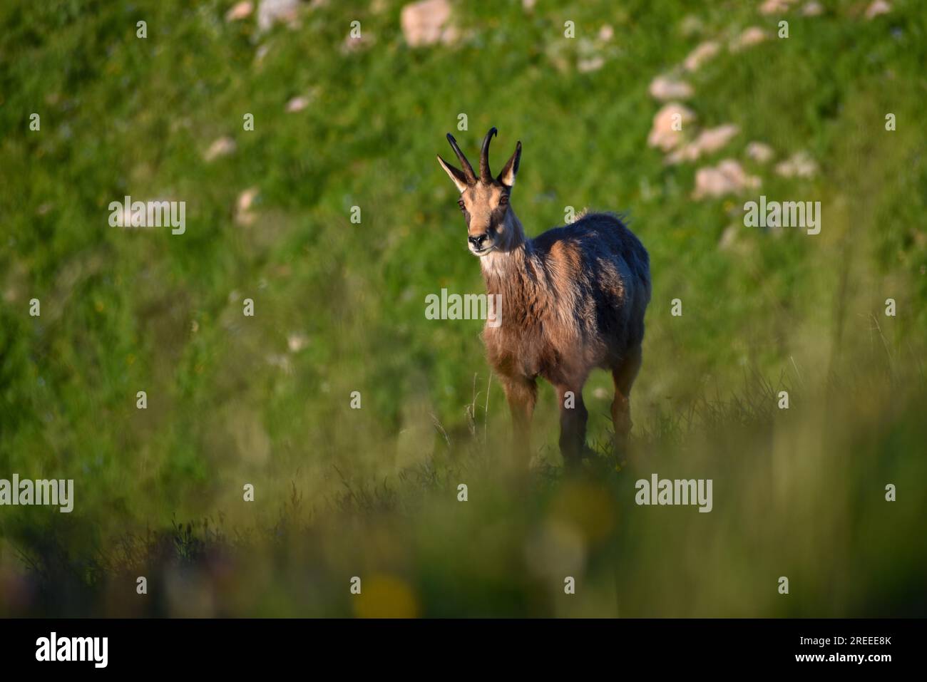 Chamois (Rupicapra rupicapra) à l'état sauvage dans le parc national de Berchtesgaden, Bavière, Allemagne Banque D'Images