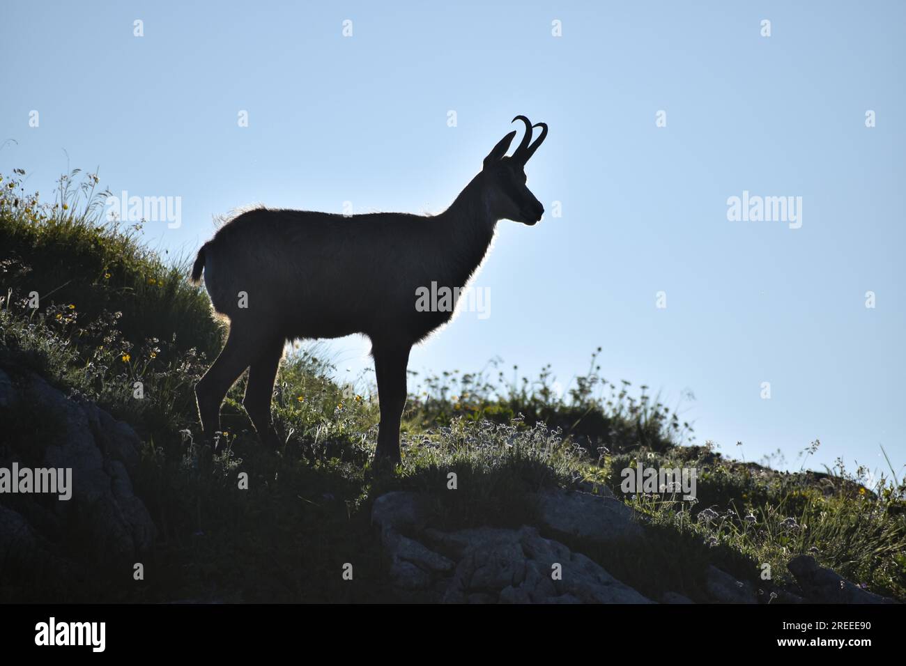 Chamois (Rupicapra rupicapra) à l'état sauvage dans le parc national de Berchtesgaden, Bavière, Allemagne Banque D'Images
