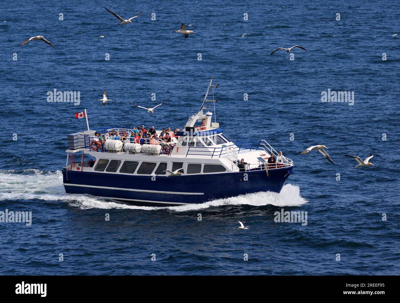 Navire touristique avec des fanions du Nord volant dans l'île Bonaventure, qui abrite le plus grand refuge d'oiseaux migrateurs en Amérique du Nord, Québec, Canada Banque D'Images