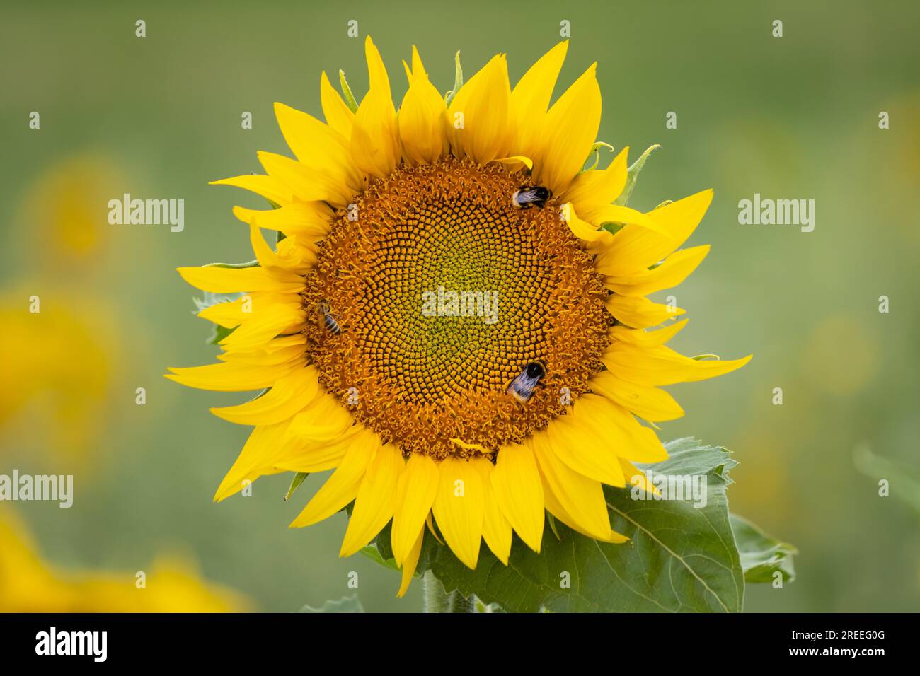 Deux bourdons et une abeille sont assis sur la fleur d'un tournesol dans un champ de fleurs sauvages près de Francfort-sur-le-main. De nombreux champs de fleurs sauvages de ce type ont été Banque D'Images