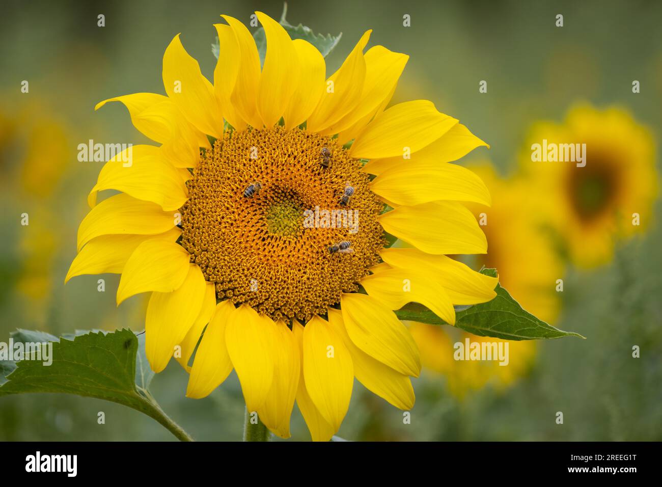 Quatre abeilles sont assises sur la fleur d'un tournesol dans un champ de fleurs sauvages près de Francfort-sur-le-main. Beaucoup de ces champs de fleurs sauvages ont été créés pour fournir Banque D'Images