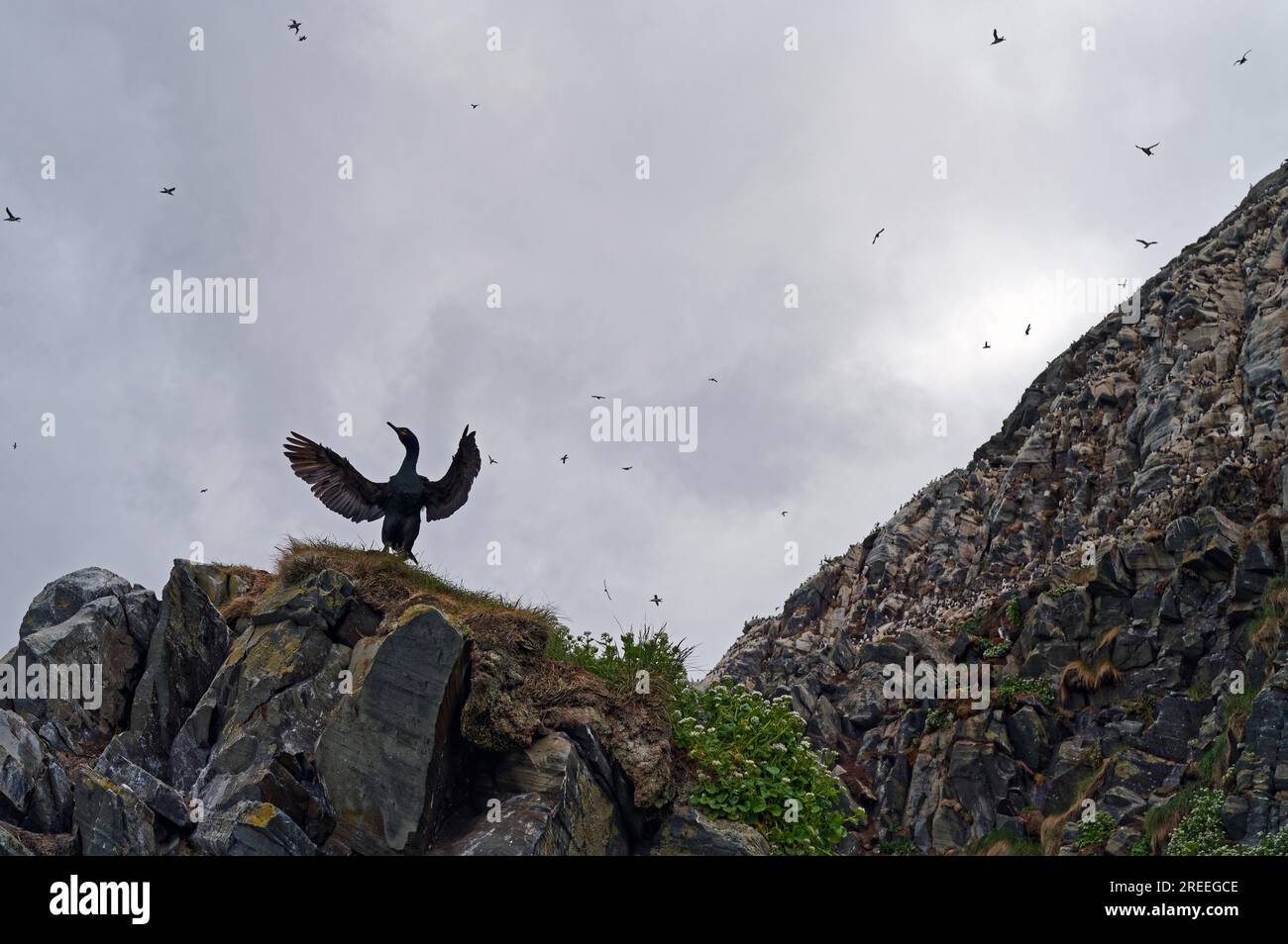 Shag commun (gulosus aristotelis), ailes déployées, tête tournée sur le côté, rocher d'oiseau derrière, Hornoeya, Varanger, Norvège du Nord, Norvège Banque D'Images