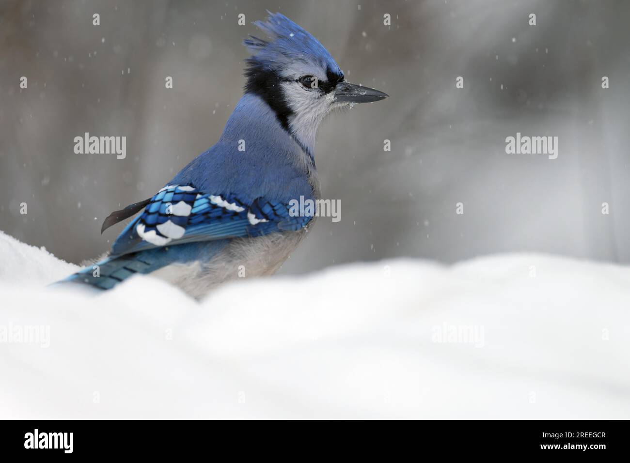 Geai bleu (Cyanocitta cristata), tête tournée d'un côté, dos visible, dans la neige, de légères chutes de neige, Ontario, Canada Banque D'Images