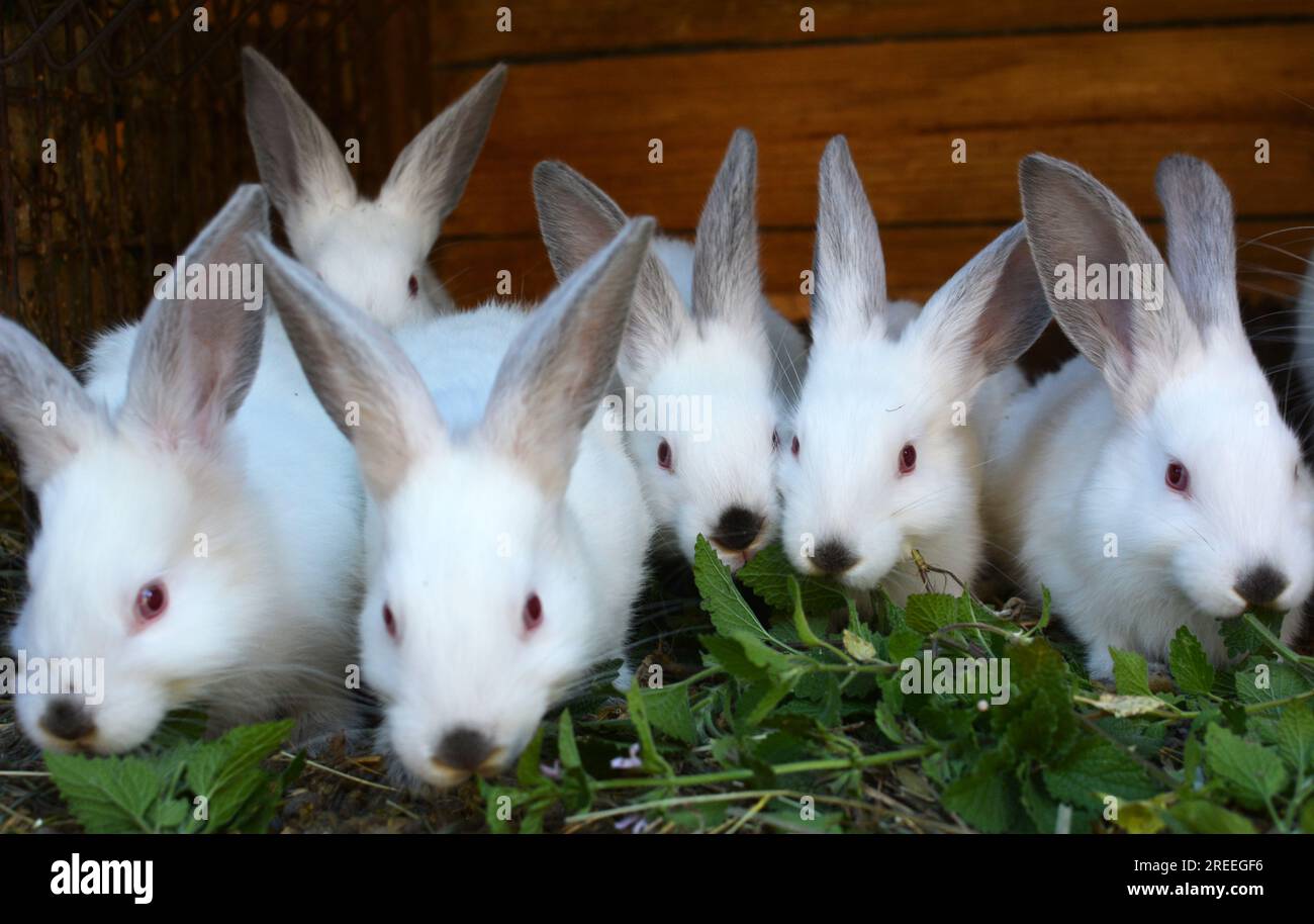 Un jeune lapin de la race californienne Banque D'Images