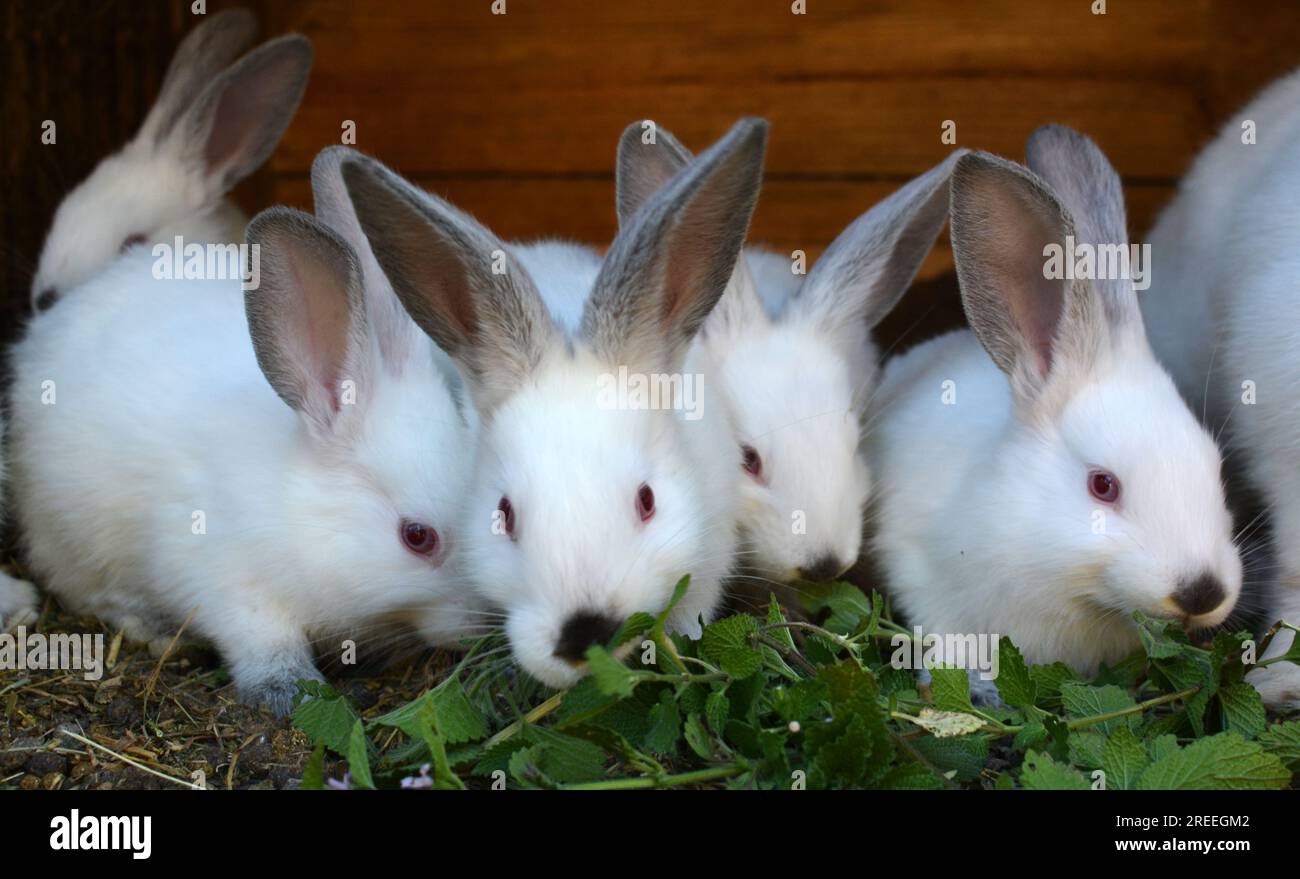 Un jeune lapin de la race californienne Banque D'Images