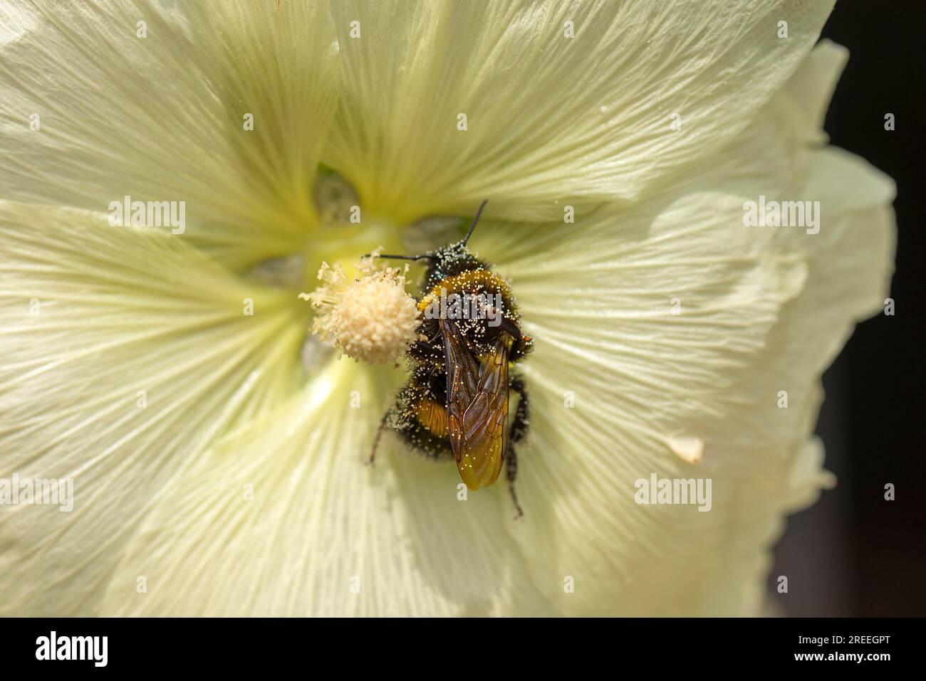 Bourdon (Bombus) dans une fleur de bocal (Alcea rosea) recouverte de pollen, Bavière, Allemagne Banque D'Images