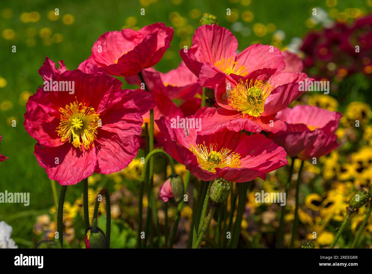 Coquelicot rouge (Papaver), jardin de la ville d'Emmendingen, Baden-Wuerttemberg, Allemagne Banque D'Images