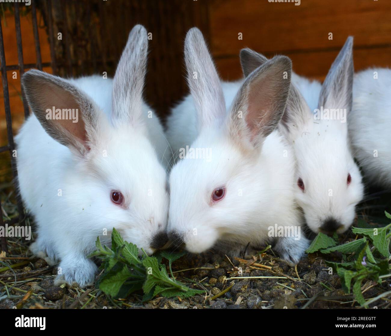 Un jeune lapin de la race californienne Banque D'Images